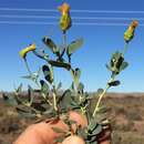 Image de Hertia cluytiifolia (DC.) Kuntze