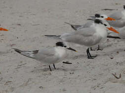 Image of Sandwich Tern