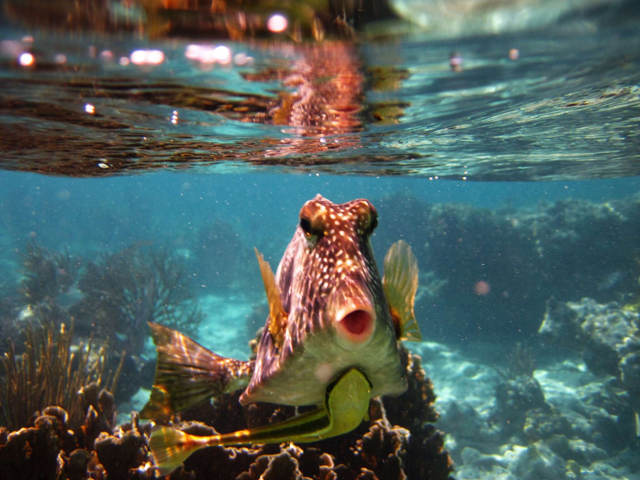 Image of Buffalo Trunkfish