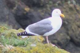 Image of Larus occidentalis occidentalis Audubon 1839