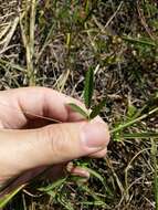 Image of Texas snoutbean