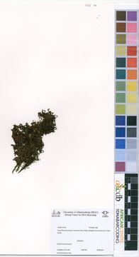 Image of Mosquito fern