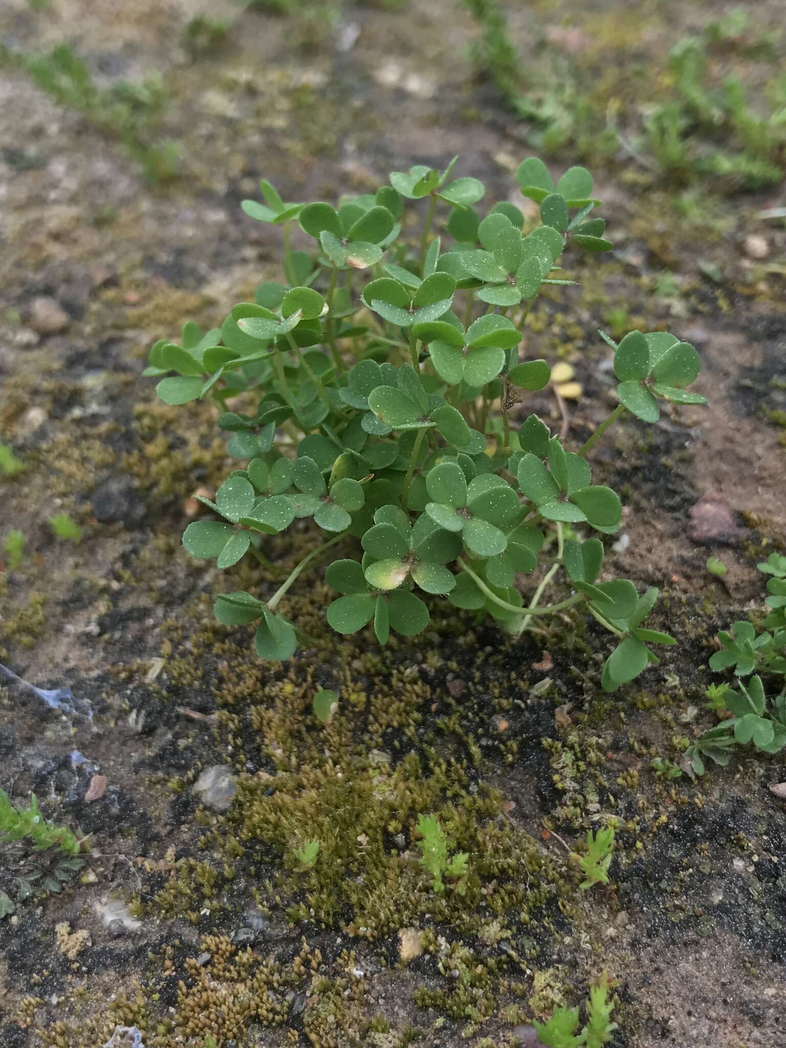 Imagem de Oxalis perdicaria (Mol.) Gunckel