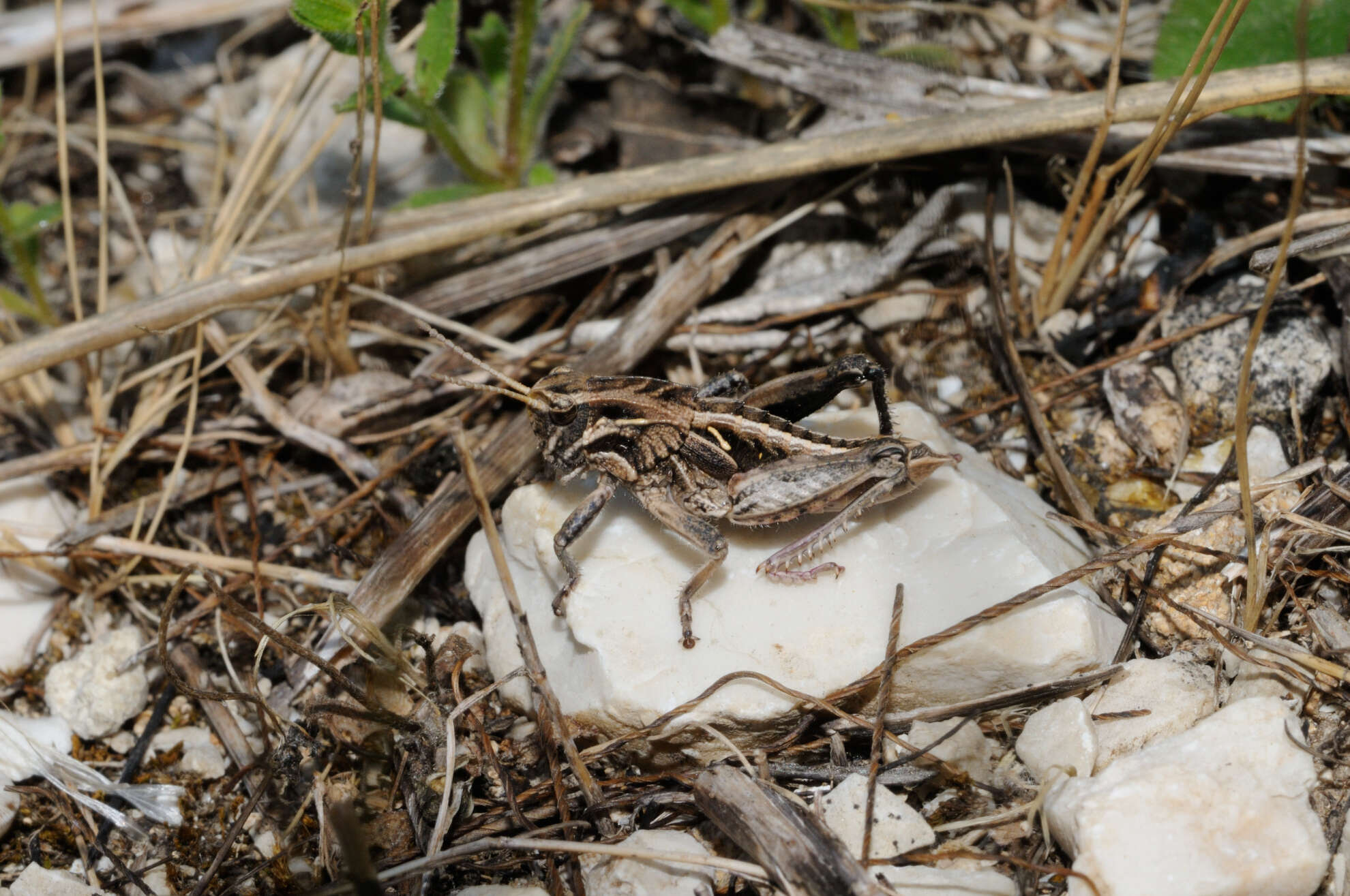 Image de Ocneridia nigropunctata (Lucas & P. H. 1849)