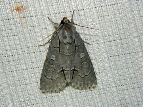 Image of Radcliffe's Dagger-moth