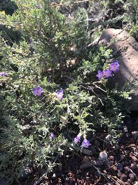 Plancia ëd Penstemon linarioides A. Gray