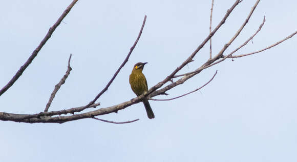 صورة Lichmera flavicans (Vieillot 1817)