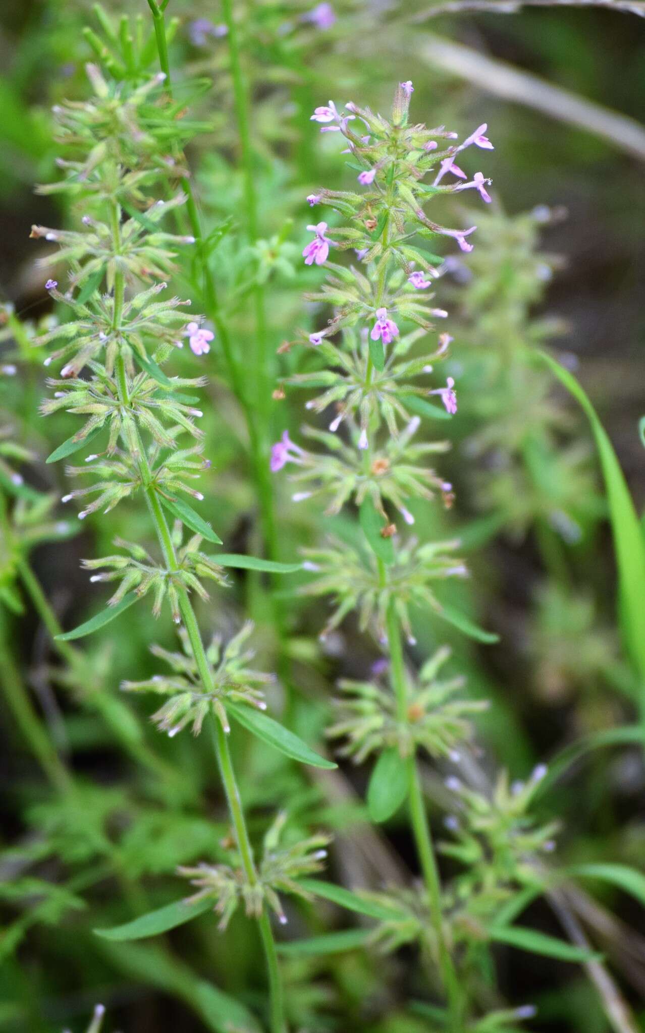 Image of slender false pennyroyal