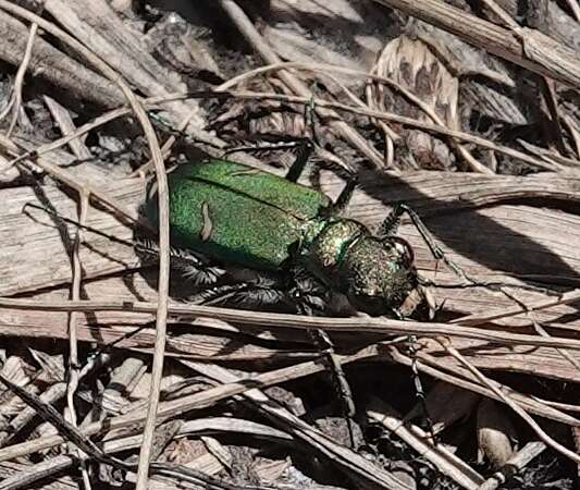 Image of Cowpath tiger beetle