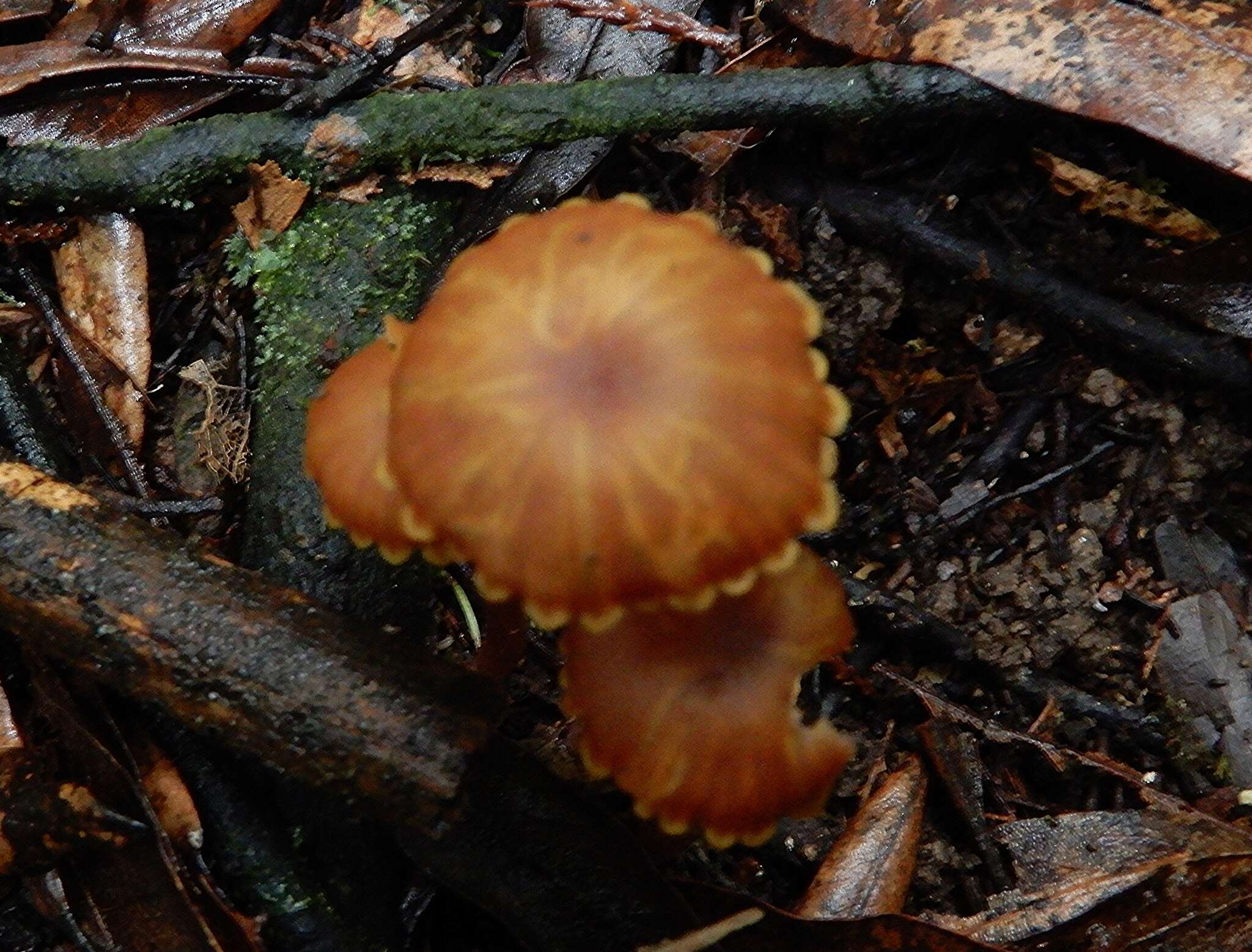 Hygrocybe lilaceolamellata (G. Stev.) E. Horak 1971的圖片