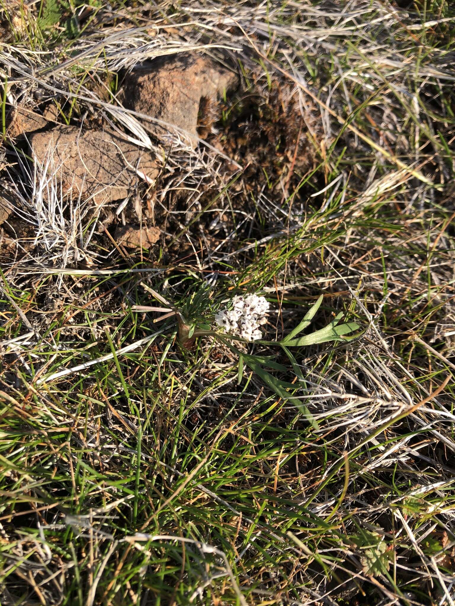 Image de Lomatium gormanii (T. J. Howell) Coult. & Rose