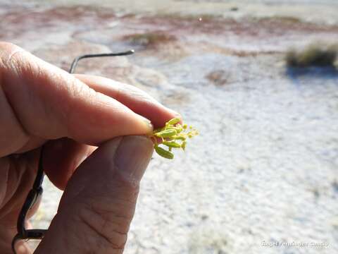 Image of Reseda stricta Pers.