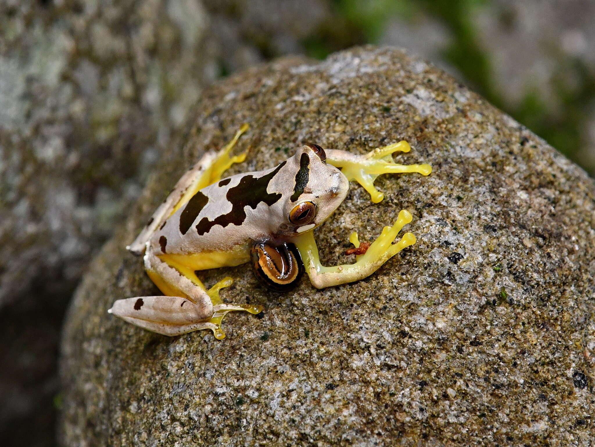 Image of Leptomantis bimaculatus Peters 1867