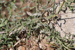 Image of Noticastrum diffusum (Pers.) Cabrera