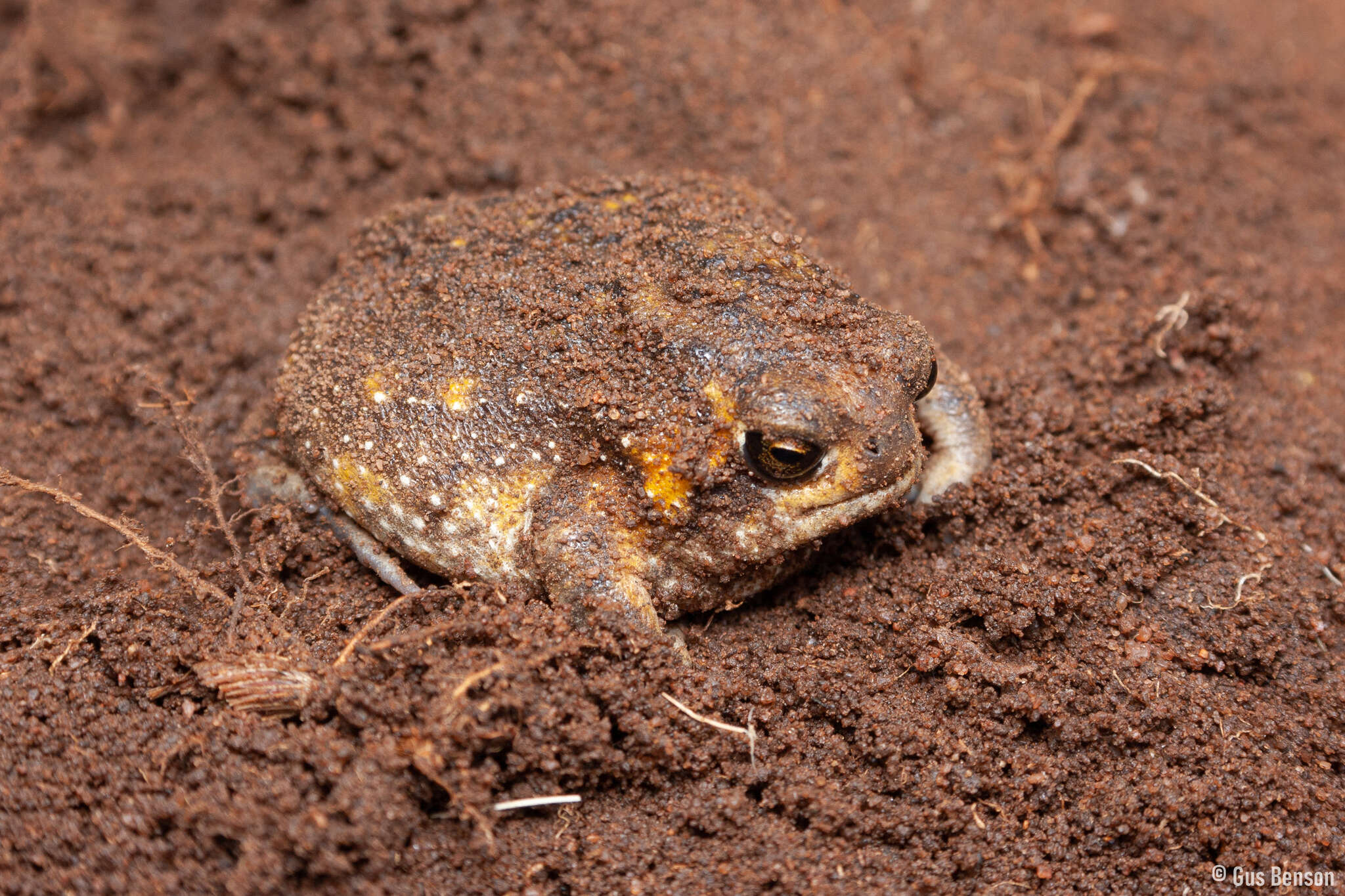 Image of Common Rain Frog