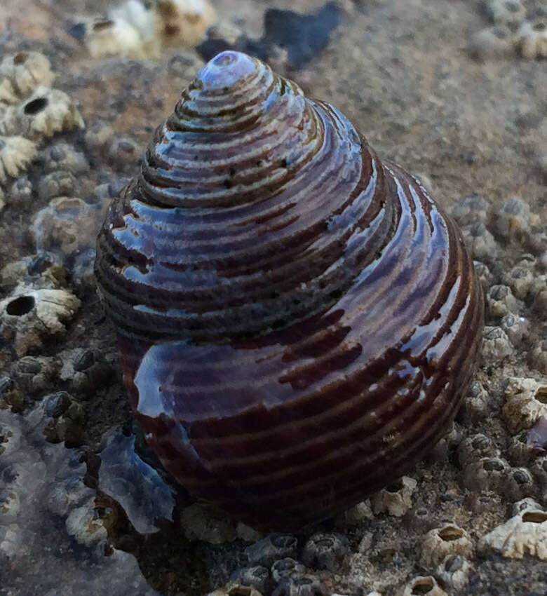 Image of Blue Top Snail