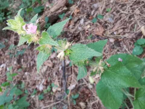 Image of Limestone Woundwort