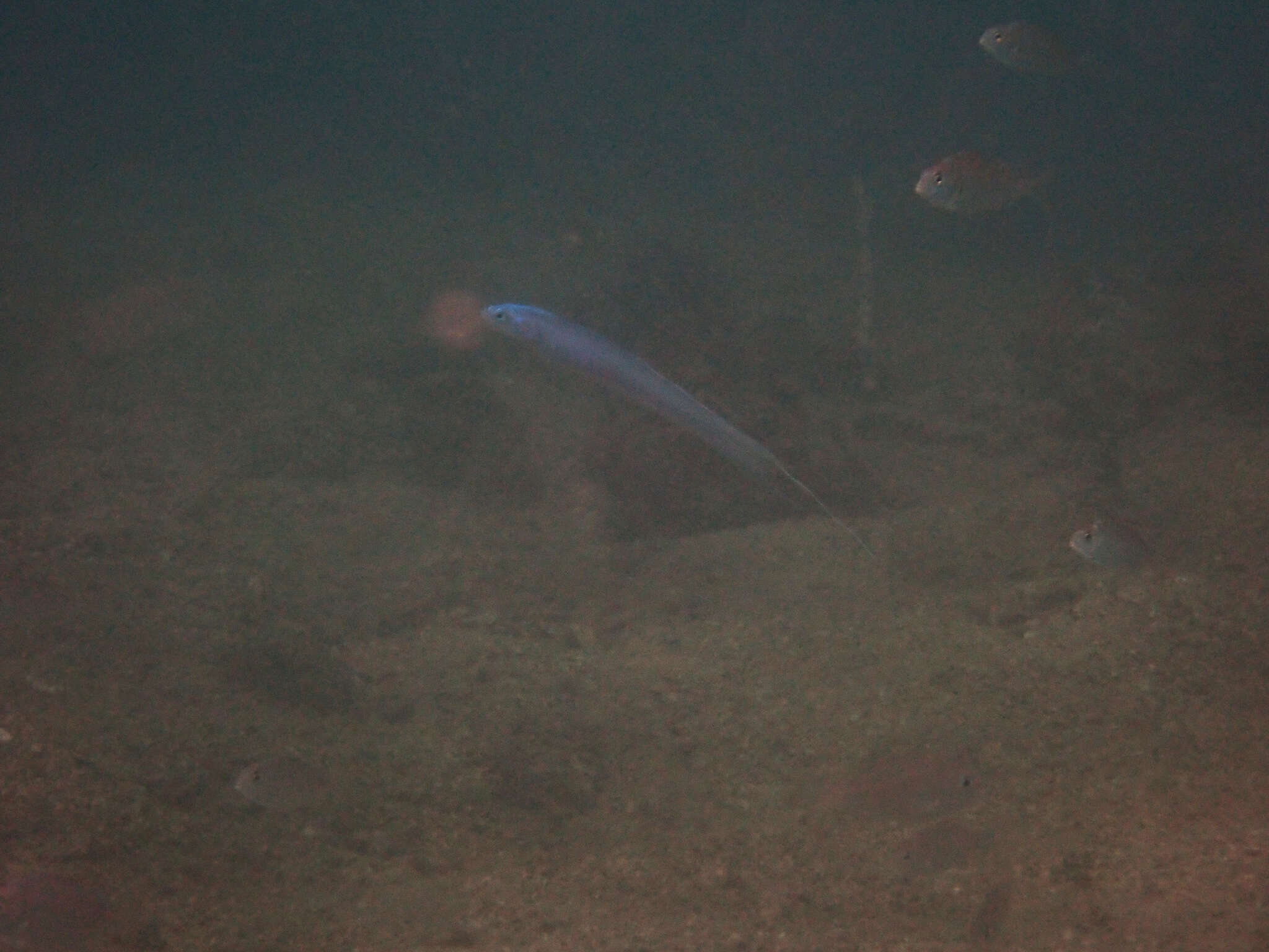 Image of Blue hana goby