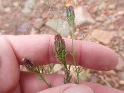 Image of poreleaf dogweed