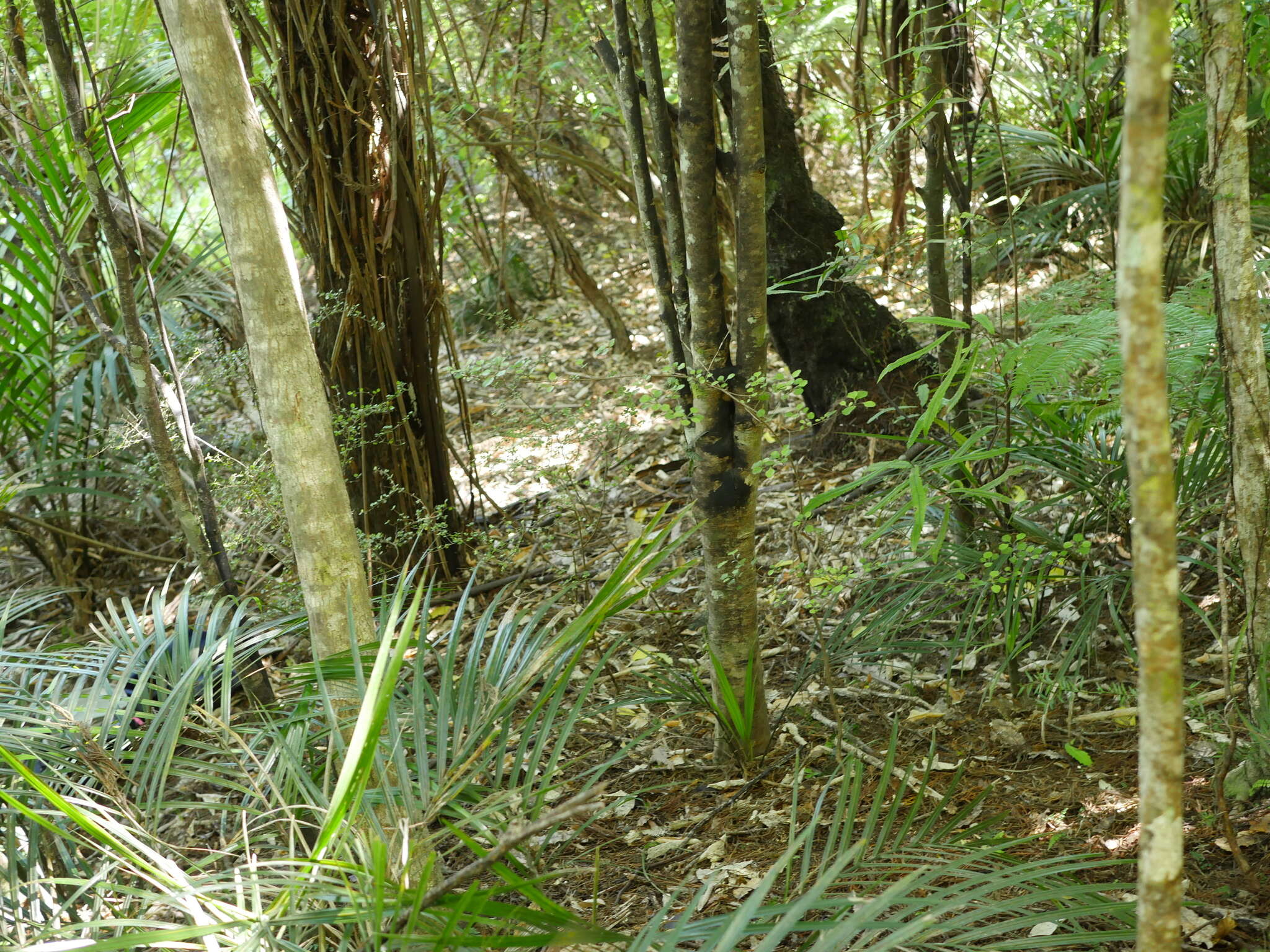 Image of Coprosma spathulata subsp. spathulata