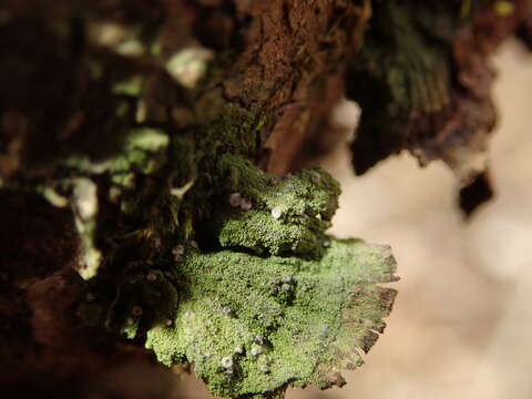 Plancia ëd Bacidina sulphurella (Samp.) M. Hauck & V. Wirth