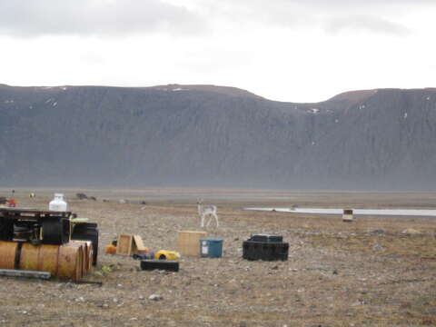 Image of Peary Caribou