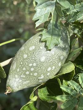 Image of bitter gourd