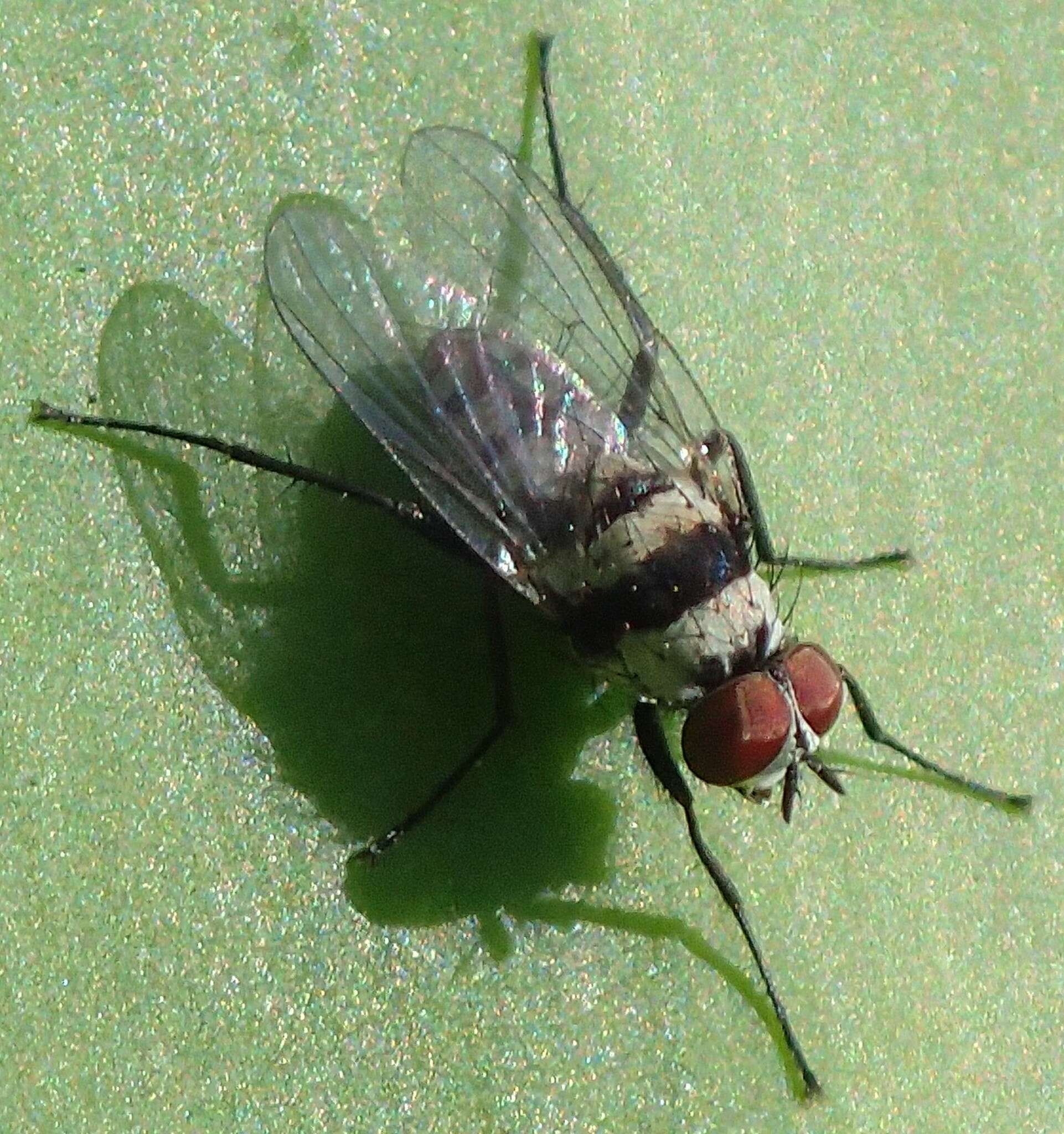 Sivun Anthomyia silvestris Colless 1982 kuva