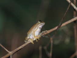 Image of Barbour's Forest Treefrog