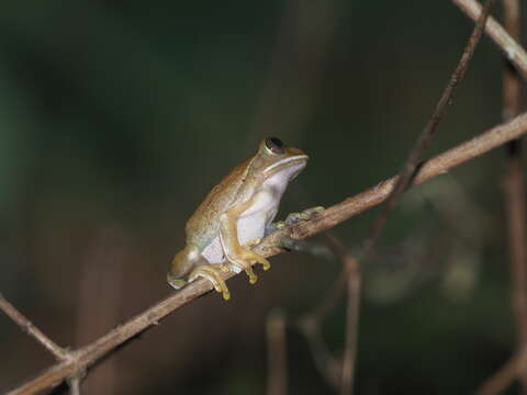 Leptopelis flavomaculatus (Günther 1864) resmi