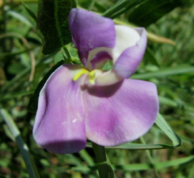 Image of cowpea