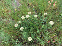 Слика од Asclepias asperula subsp. capricornu (Woods.) Woods.