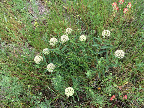 Image of Asclepias asperula subsp. capricornu (Woods.) Woods.