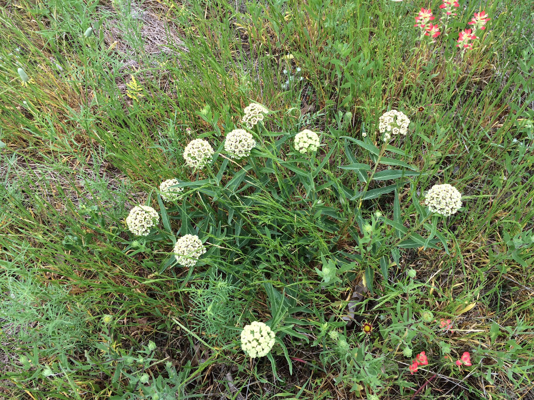 Image de Asclepias asperula subsp. capricornu (Woods.) Woods.