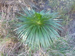 Слика од Argyroxiphium grayanum (Hillebr.) Deg.