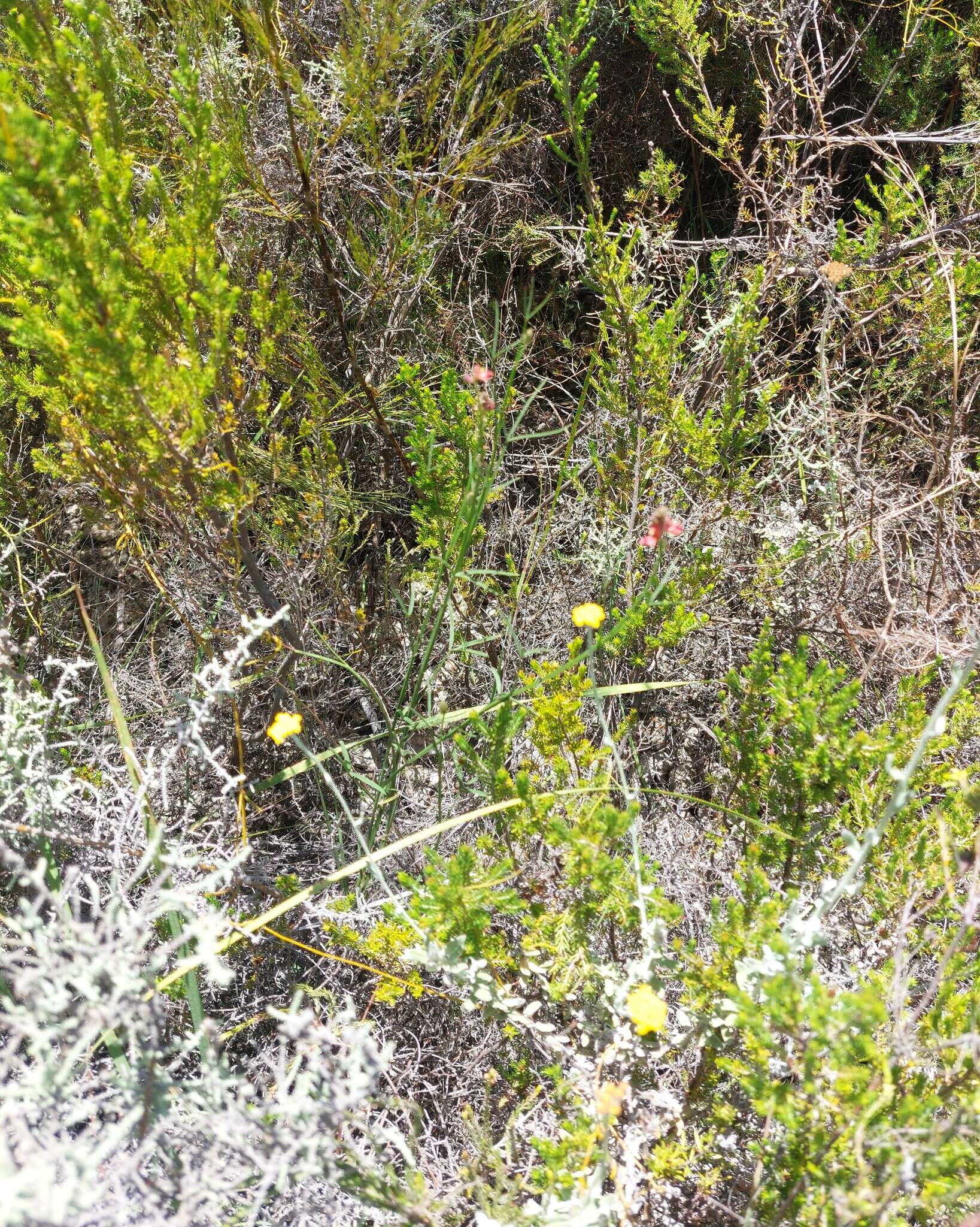 Plancia ëd Indigofera triquetra E. Mey.