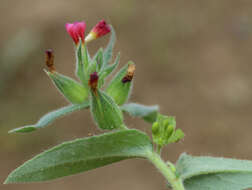 Image of rose monkswort