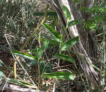 Sivun Maranta zingiberina L. Andersson kuva