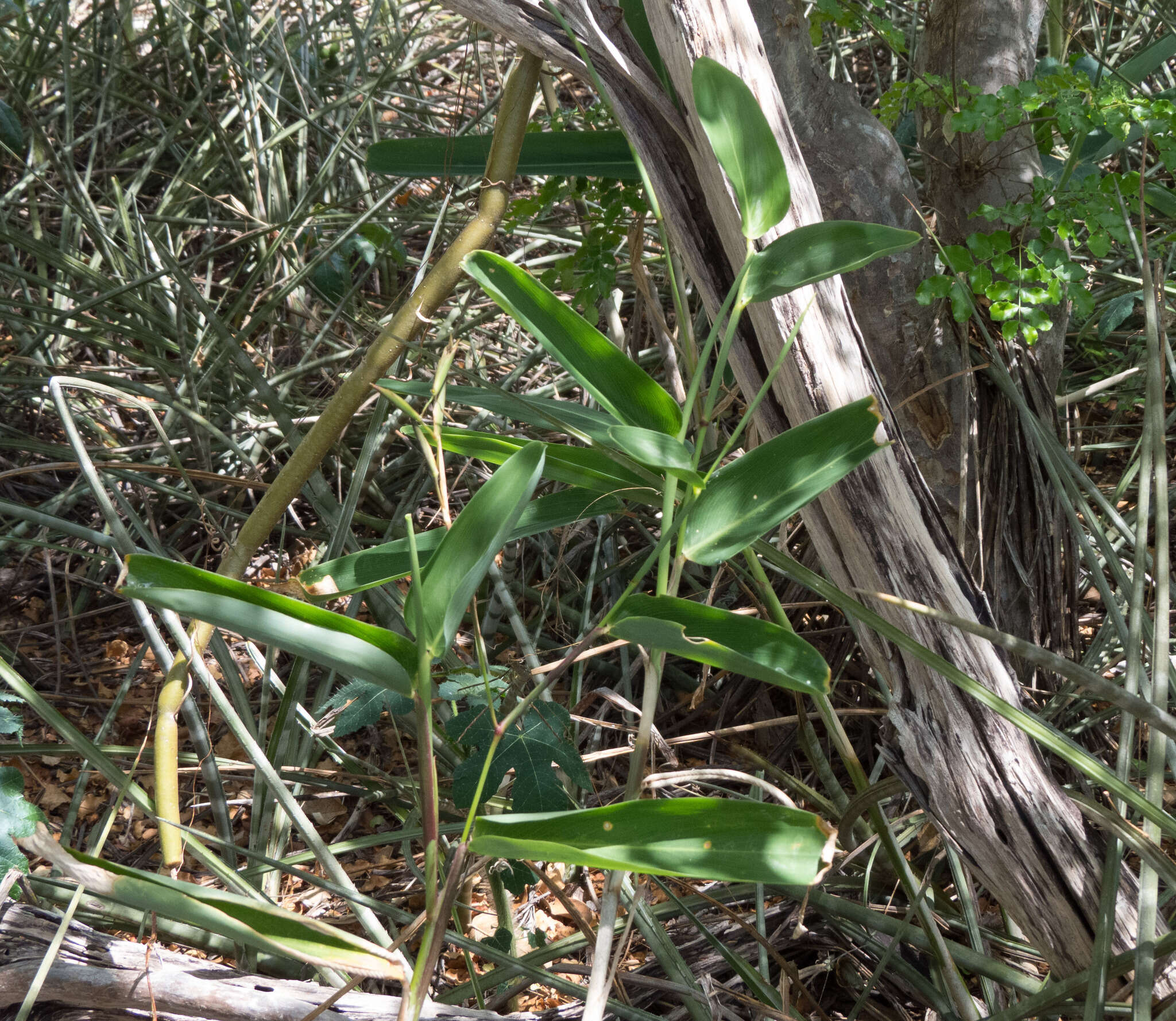 Sivun Maranta zingiberina L. Andersson kuva