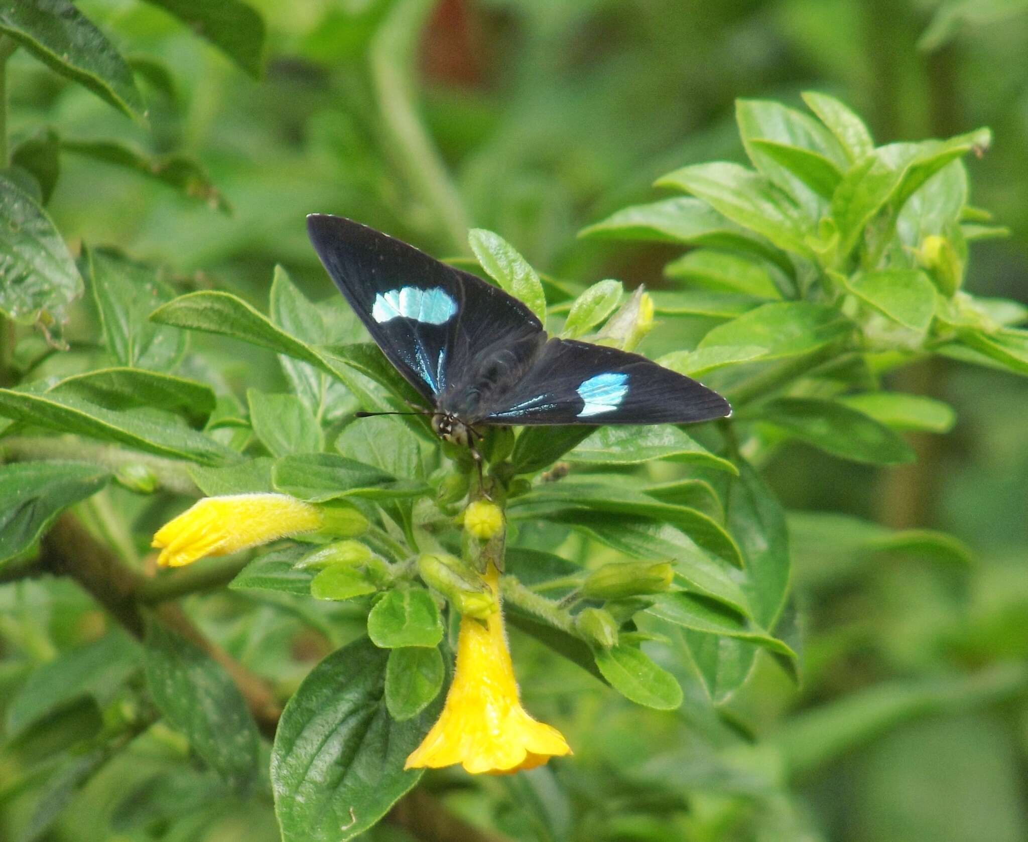 Diaethria gabaza Hewitson 1854 resmi