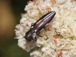 Image of Agrilus blandus Horn 1891