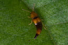 Image of Tachyporus formosus Matthews & A. H. 1838