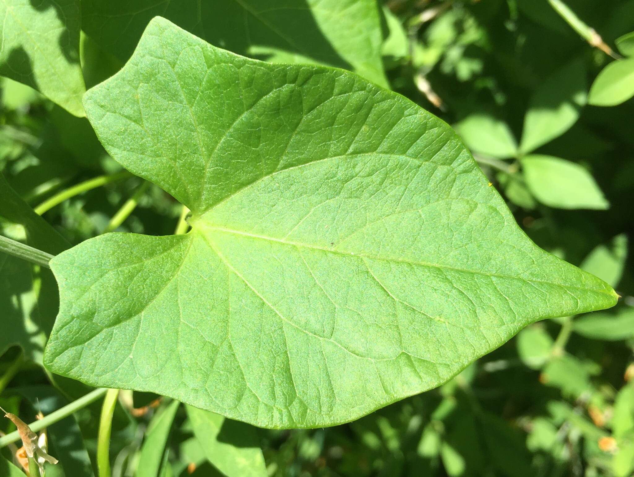 Image of Hedge False Bindweed