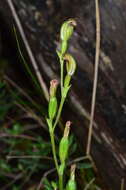 Слика од Pterostylis rubescens (D. L. Jones) G. N. Backh.