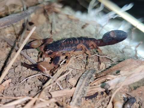 Tityus bahiensis (Perty 1833) resmi