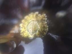 Image of Acorn barnacle