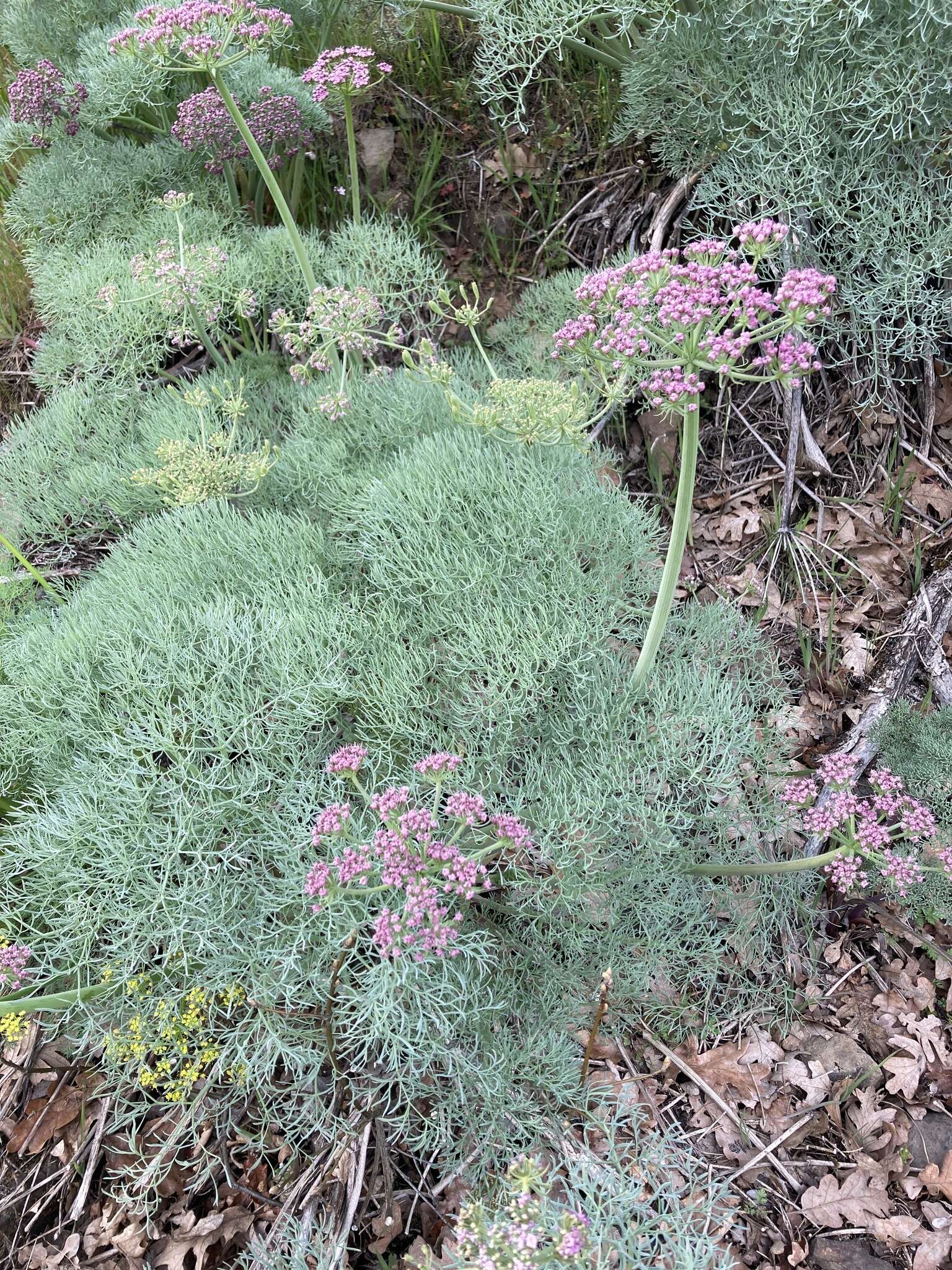 Imagem de Lomatium columbianum Mathias & Constance