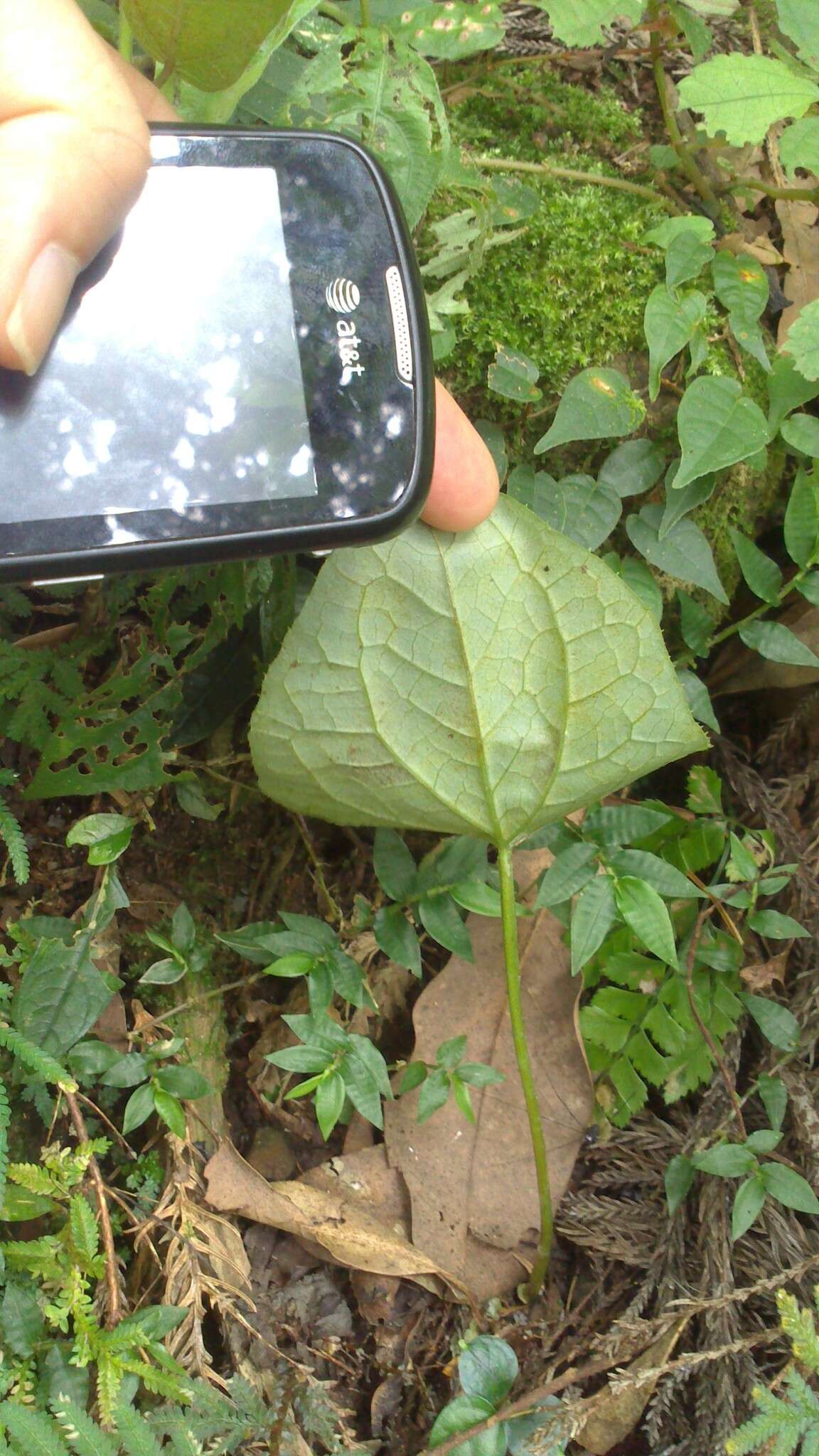 Image of Paraprenanthes melanantha (Franch.) Ze H. Wang