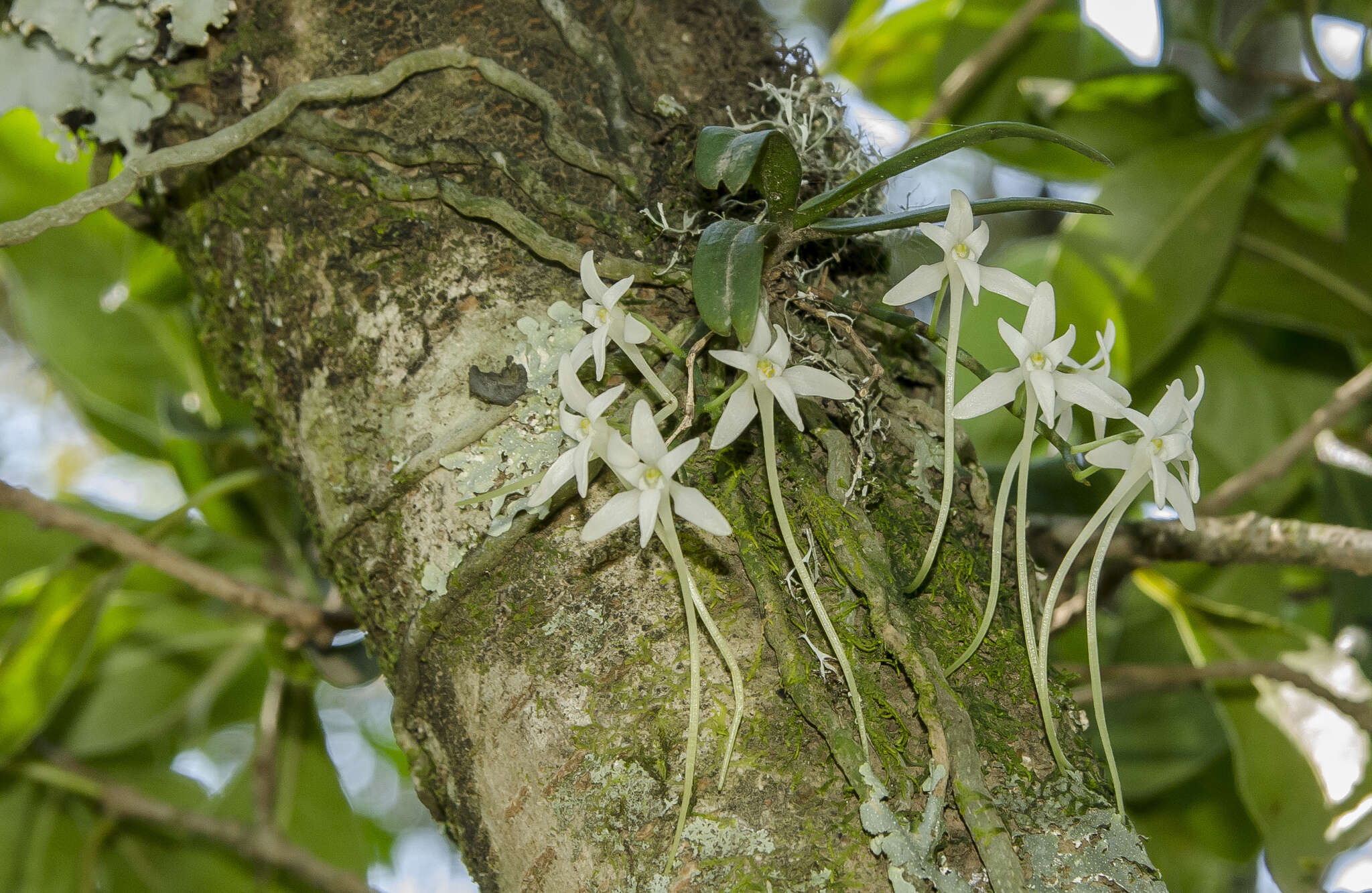 Image of Mystacidium venosum Harv. ex Rolfe