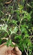 Image of Grevillea ramosissima Meissn.